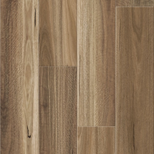 Hotham Ridge Spotted Gum